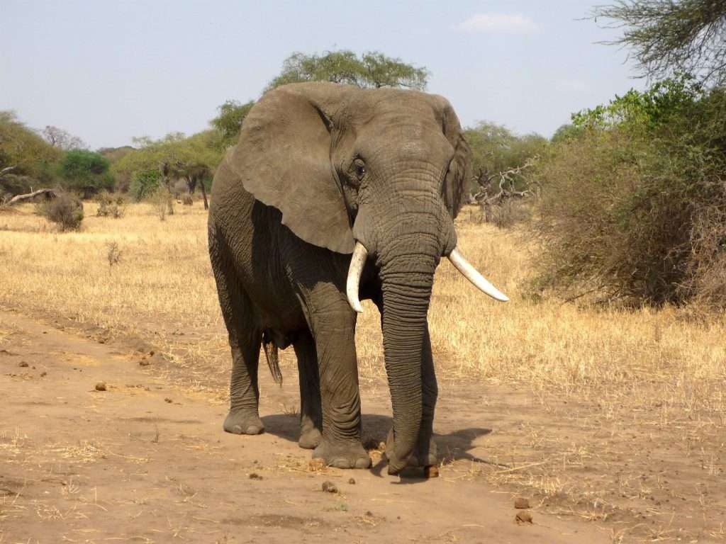 Elefant auf der Wiese